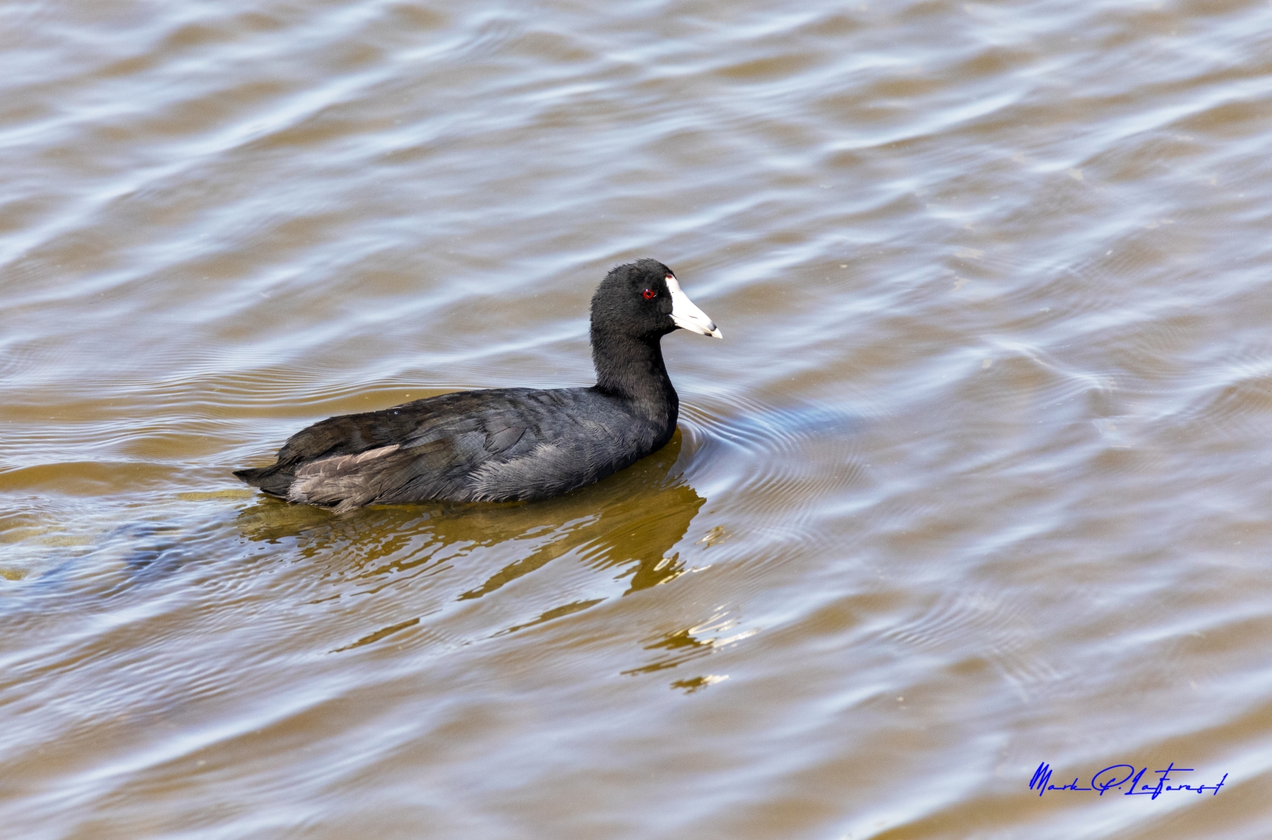 American Coot, Port Aransas, Texas